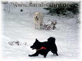 &Uuml;berall ist Schnee. Das Hundeparadies.