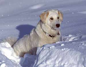 Bild "SARAH unser Kuvasz:Sarah-im-Schnee.jpg"