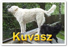 Bild "SARAH unser Kuvasz:Titelbutton_Kuvasz_1.jpg"