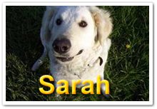 Bild "SARAH unser Kuvasz:Titelbutton_Sarah_1.jpg"