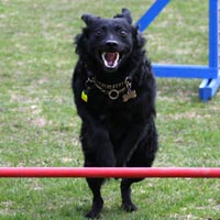 Video vom Agility-Turnier Golzheim