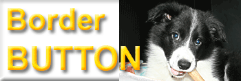 Unser Border Collie BUTTON Special Edition