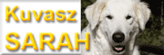 unsere Prinzessin - Kuvaszdame Sarah