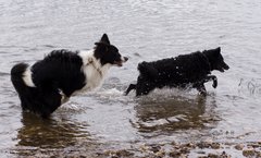 Bild "http://www.sarahsahni.de/images/Moppel-Button_IMG2010-04-05_036.jpg"