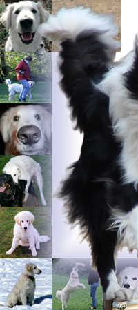 Bild "START:Titelbild3Hunde_2015_Slice5.jpg"