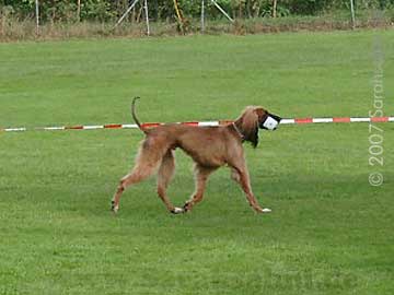 Bild "OB_Aiko_04.jpg"