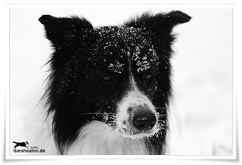 Bild "BILDERSAMMLUNGEN:Button_SW_IMG2013-01-16_028_340x.jpg"