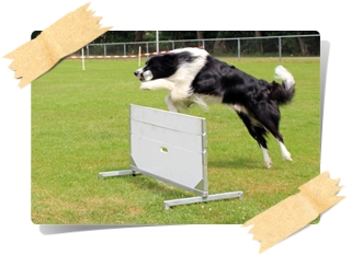 Bild "BILDERSAMMLUNGEN:_OB-Huerde_Button_320x.jpg"