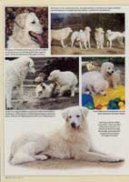 Rasseportrait "Der Kuvasz" Seite 2