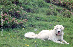 Sarah auf der Winklmoos Alm