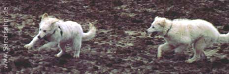 Sarah und Tara toben