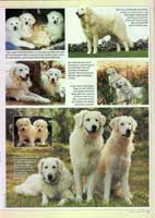 Rasseportrait "Der Kuvasz" Seite 3